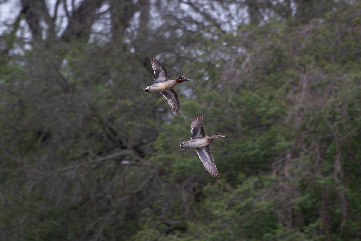 Green-winged Teal - ML634402750