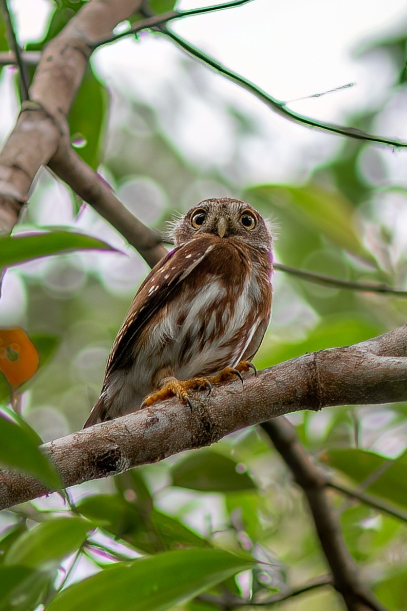Least Pygmy-Owl - ML634402773