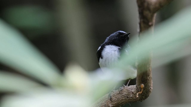 Black-throated Blue Warbler - ML634402792