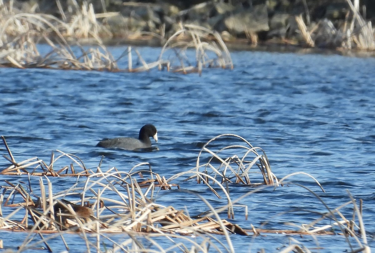 American Coot - ML634402857