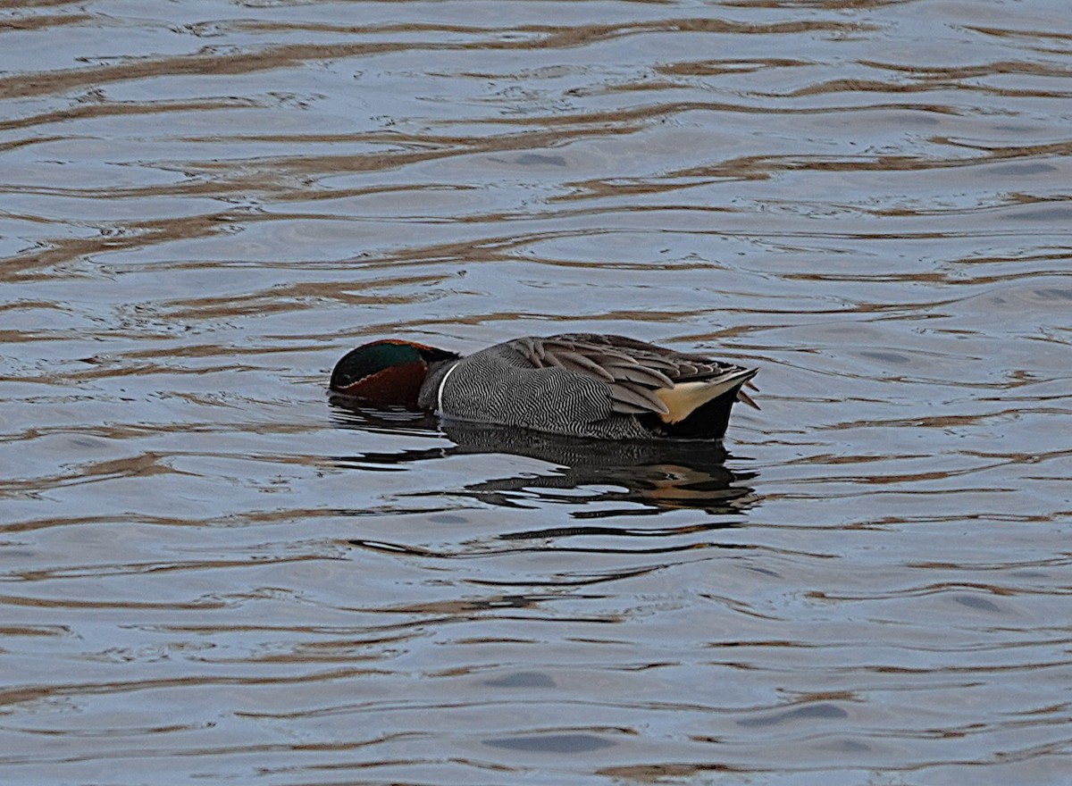 Green-winged Teal (American) - ML634402865
