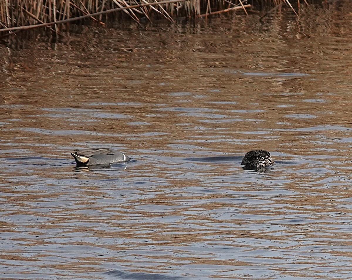 Green-winged Teal (American) - ML634402872