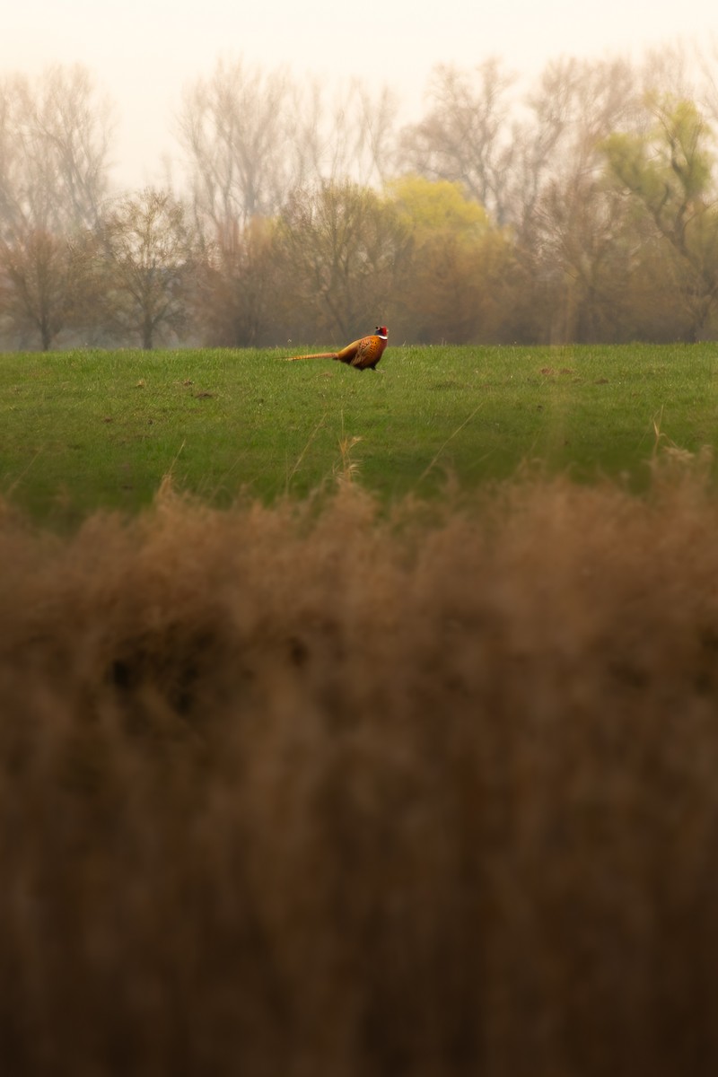 Ring-necked Pheasant - ML634402890