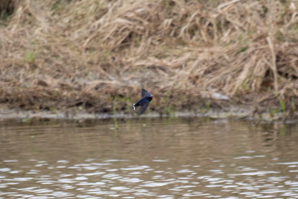 Barn Swallow - ML634402900