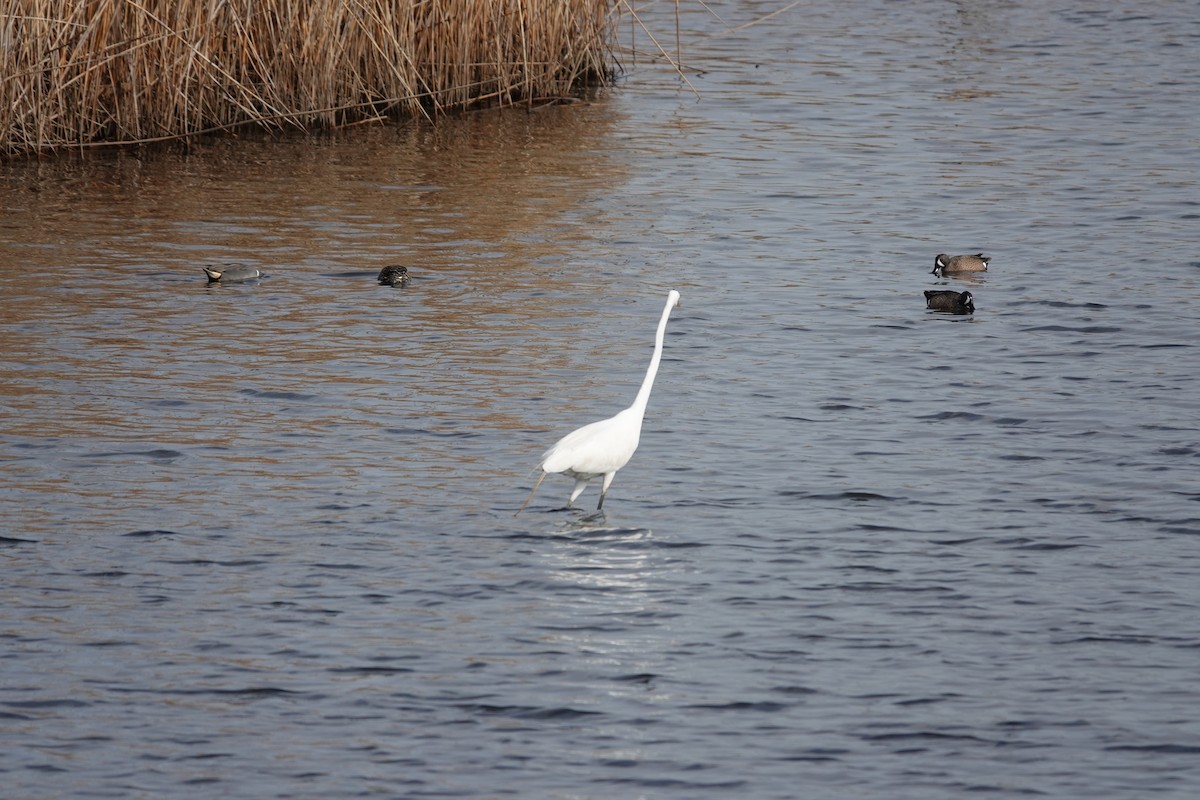 Green-winged Teal (American) - ML634402902