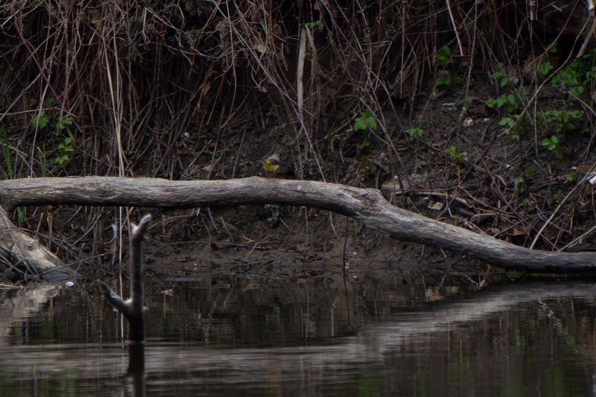 Gray Wagtail - ML634402935