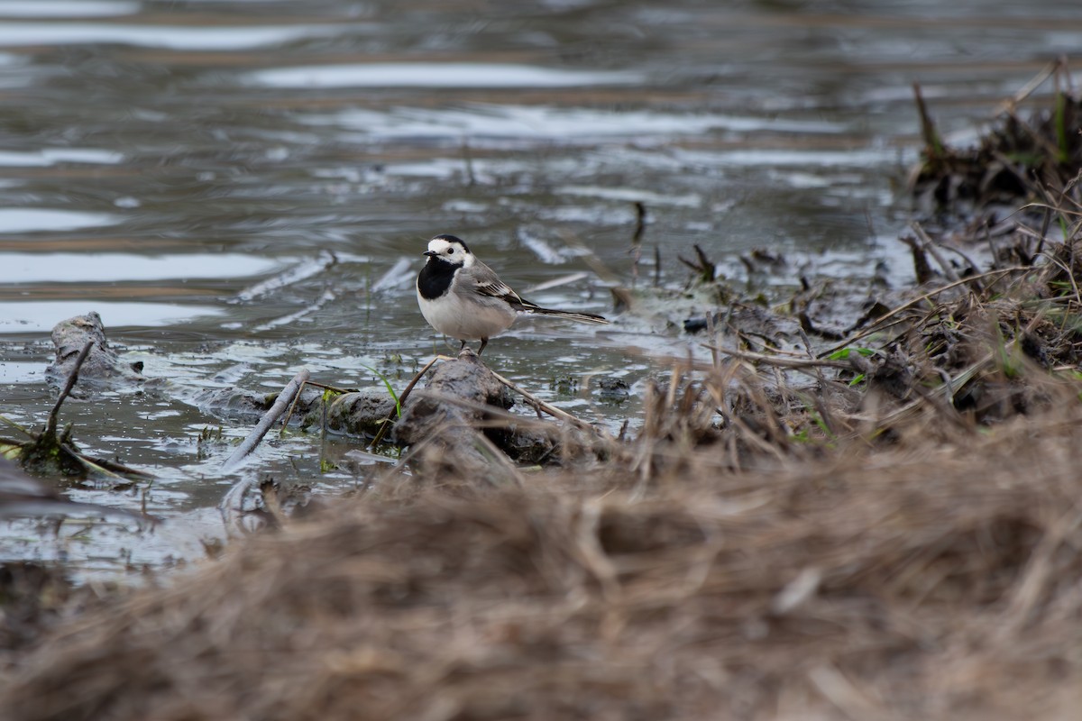 White Wagtail - ML634402950