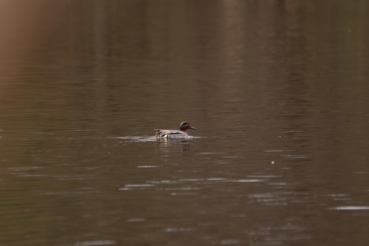 Green-winged Teal - ML634402971