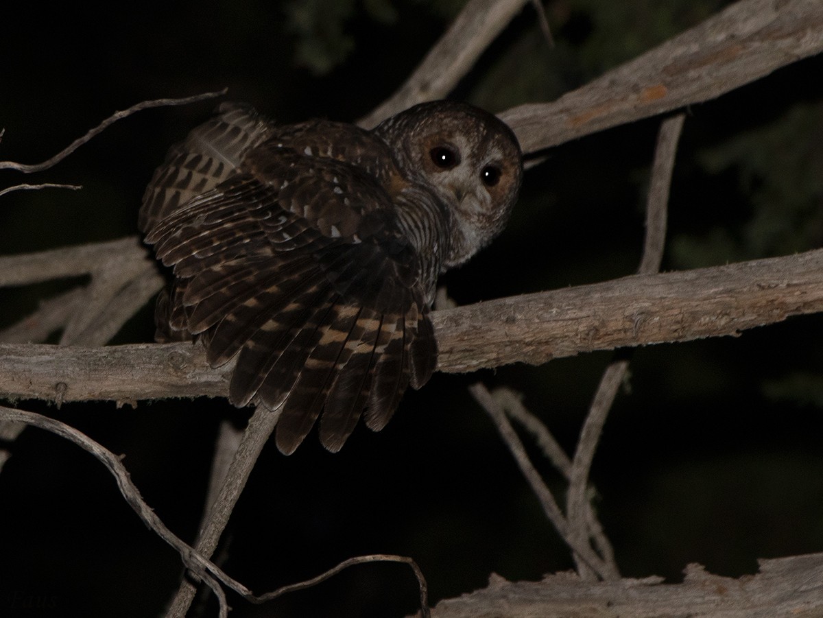 Rufous-legged Owl - ML634403002