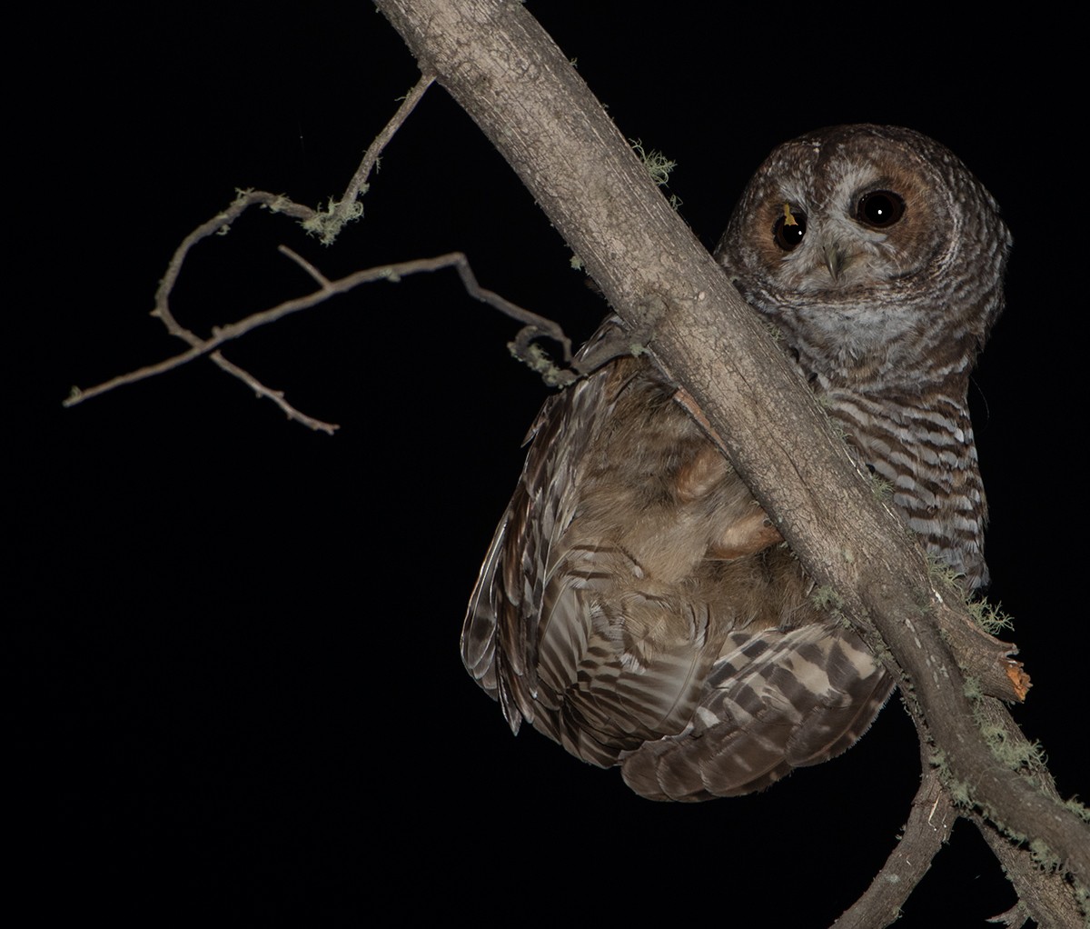 Rufous-legged Owl - ML634403003