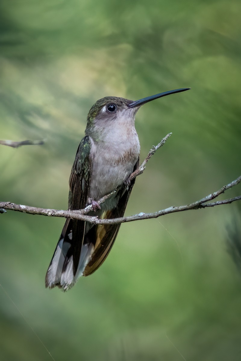 Outcrop Sabrewing - ML634403031