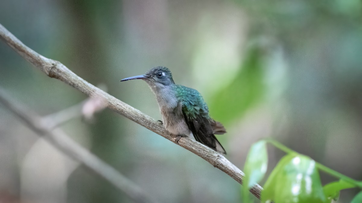 Outcrop Sabrewing - ML634403032