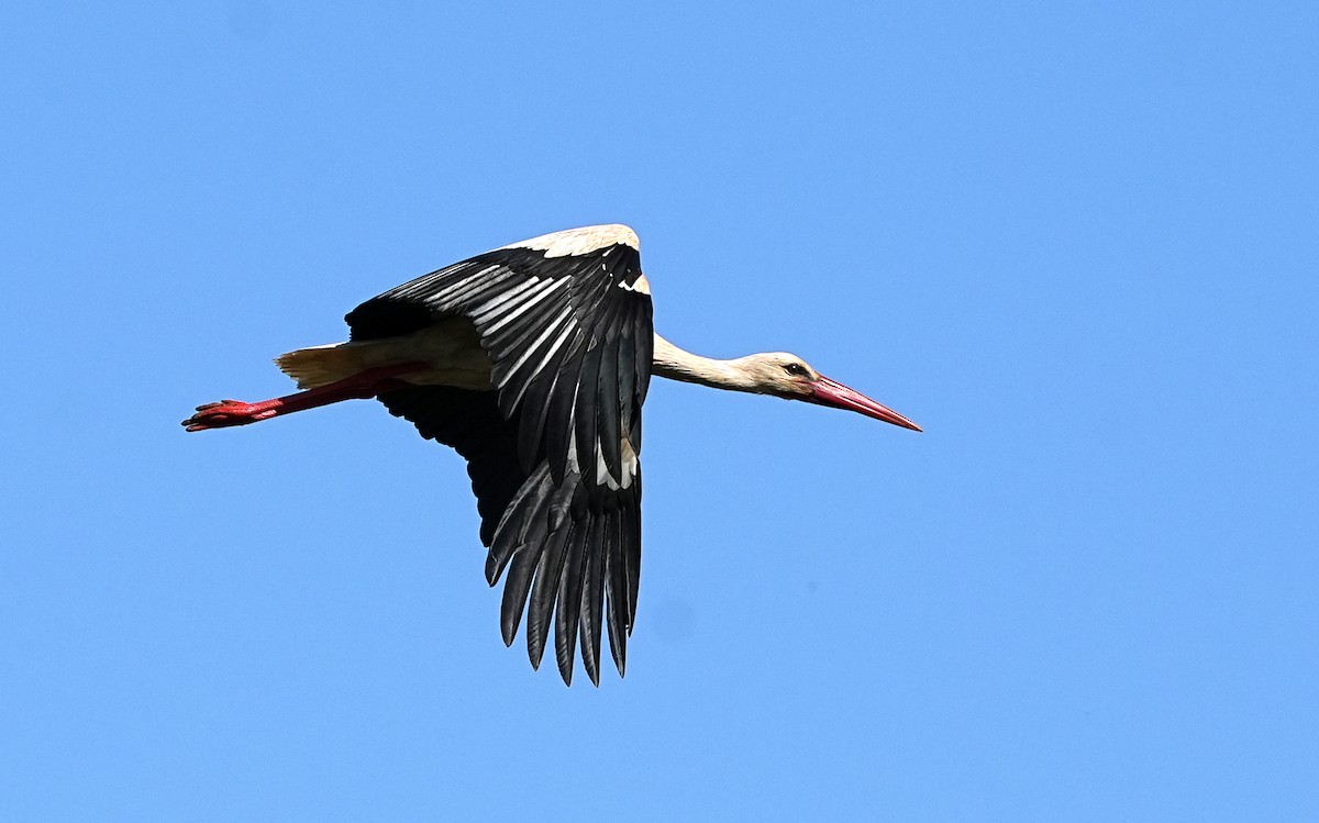 stork - ML634403089