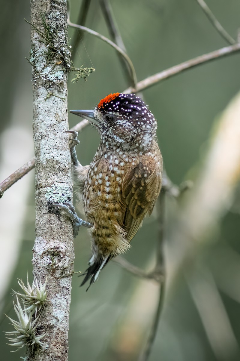 Spotted Piculet - ML634403127