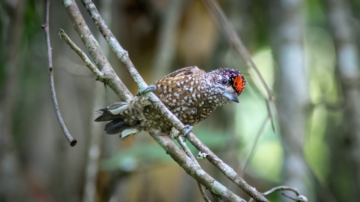 Spotted Piculet - ML634403128