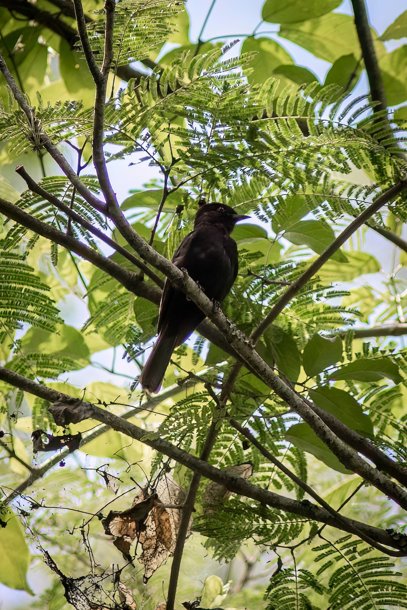Caatinga Black-Tyrant - ML634403168