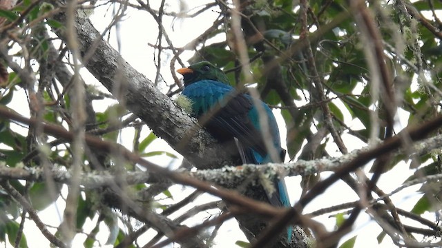 Golden-headed Quetzal - ML634403197