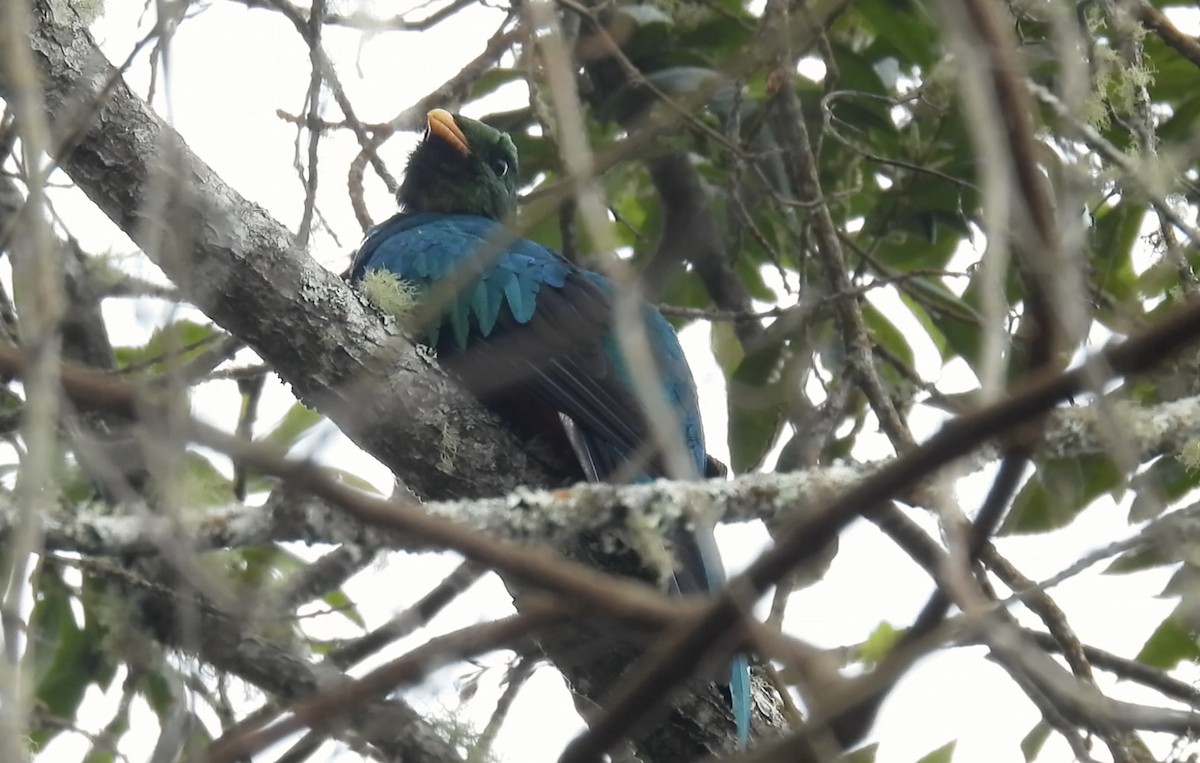 Golden-headed Quetzal - ML634403201