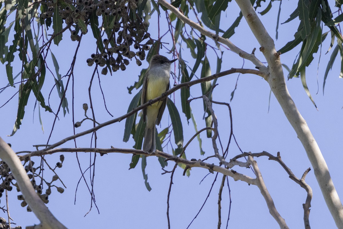 Dusky-capped Flycatcher - ML634403603
