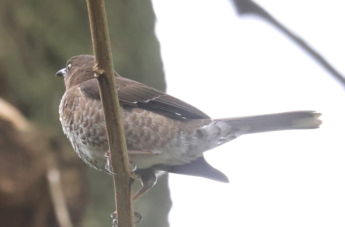 Scaly-breasted Thrasher - ML634403691