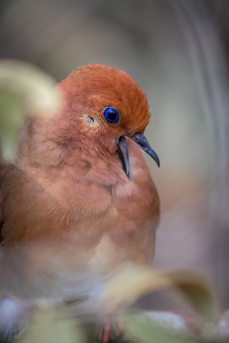 Blue-eyed Ground Dove - ML634403698