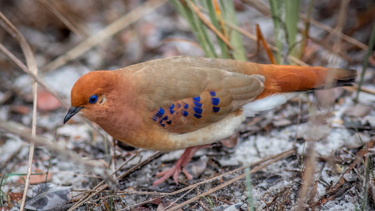 Blue-eyed Ground Dove - ML634403699