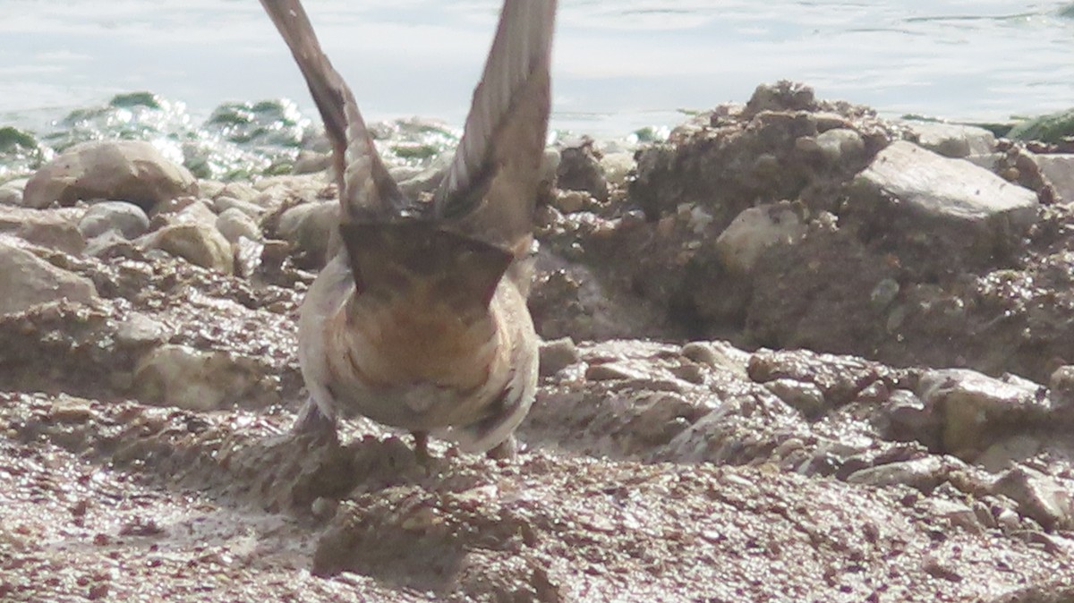 Cliff Swallow - ML634403734