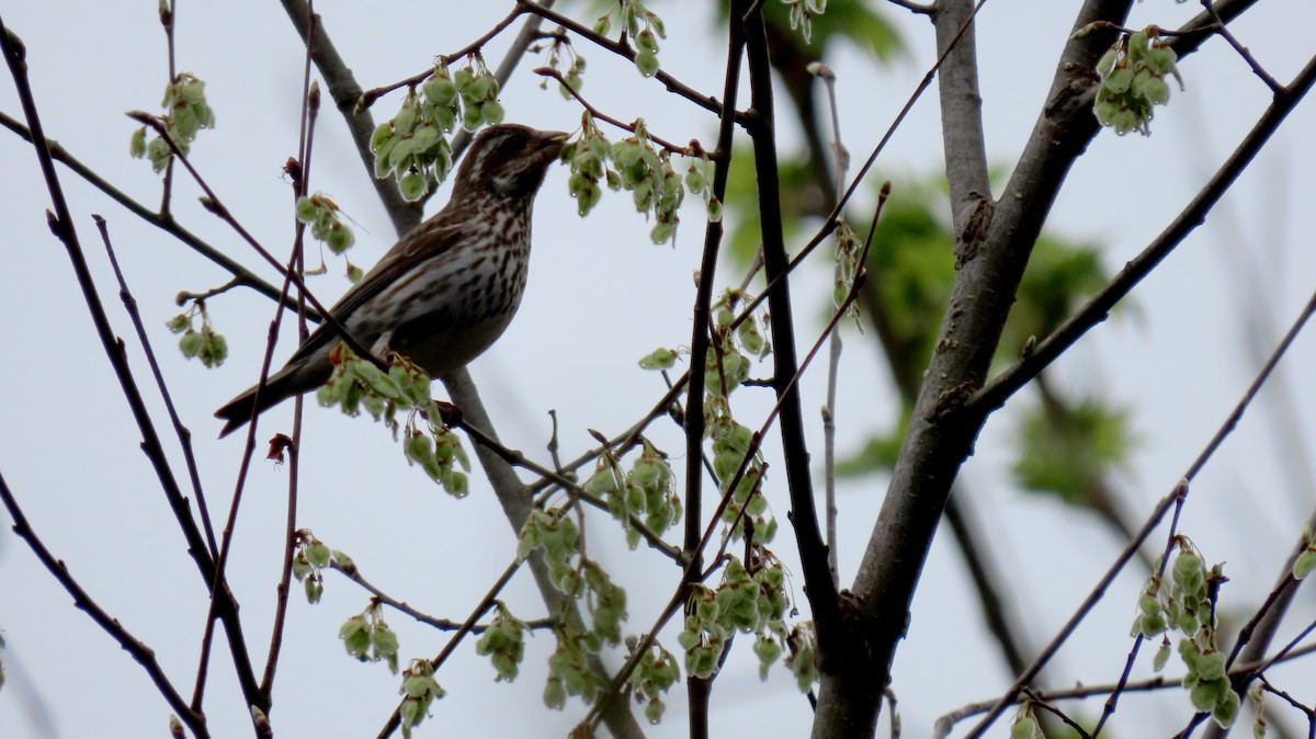 Purple Finch - ML634403788