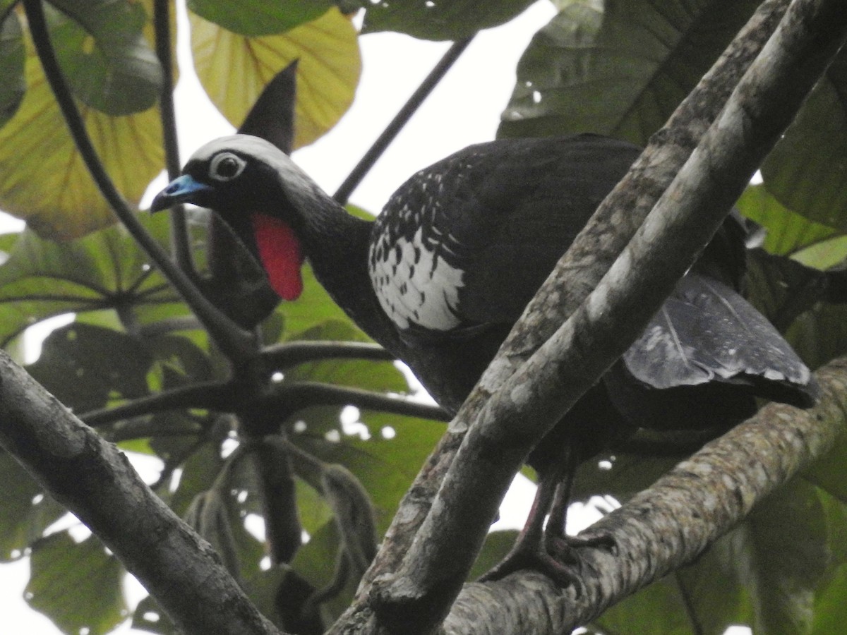 Black-fronted Piping-Guan - ML634403936