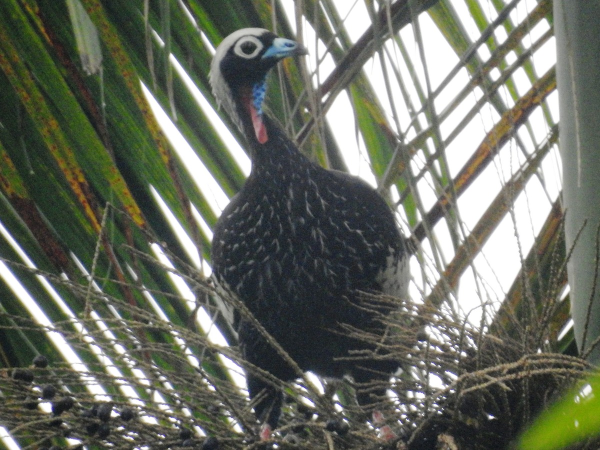 Black-fronted Piping-Guan - ML634403937