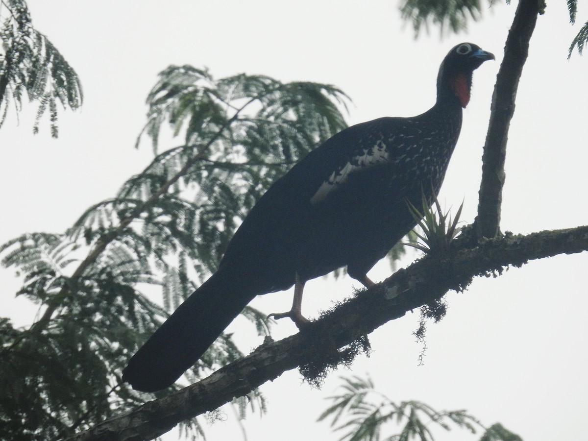 Black-fronted Piping-Guan - ML634403938