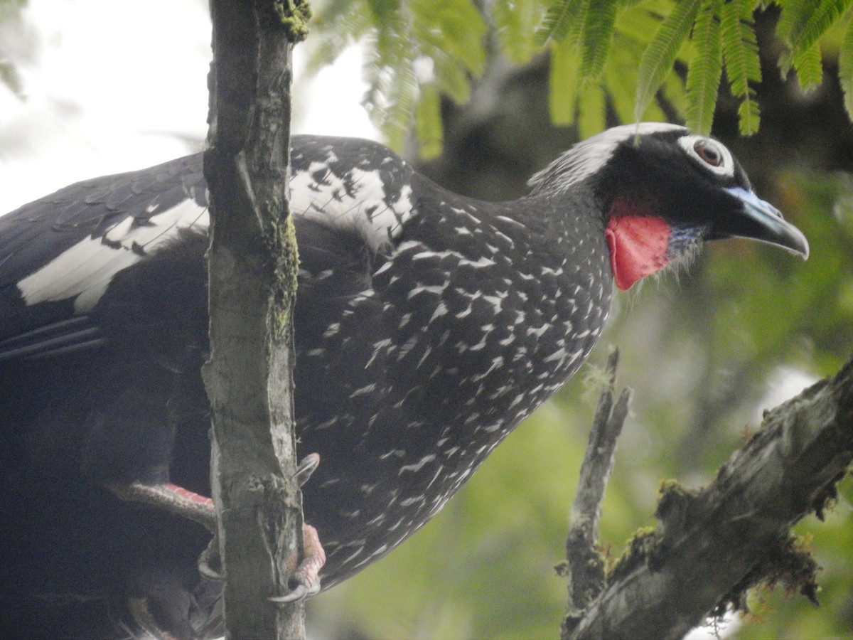 Black-fronted Piping-Guan - ML634403939