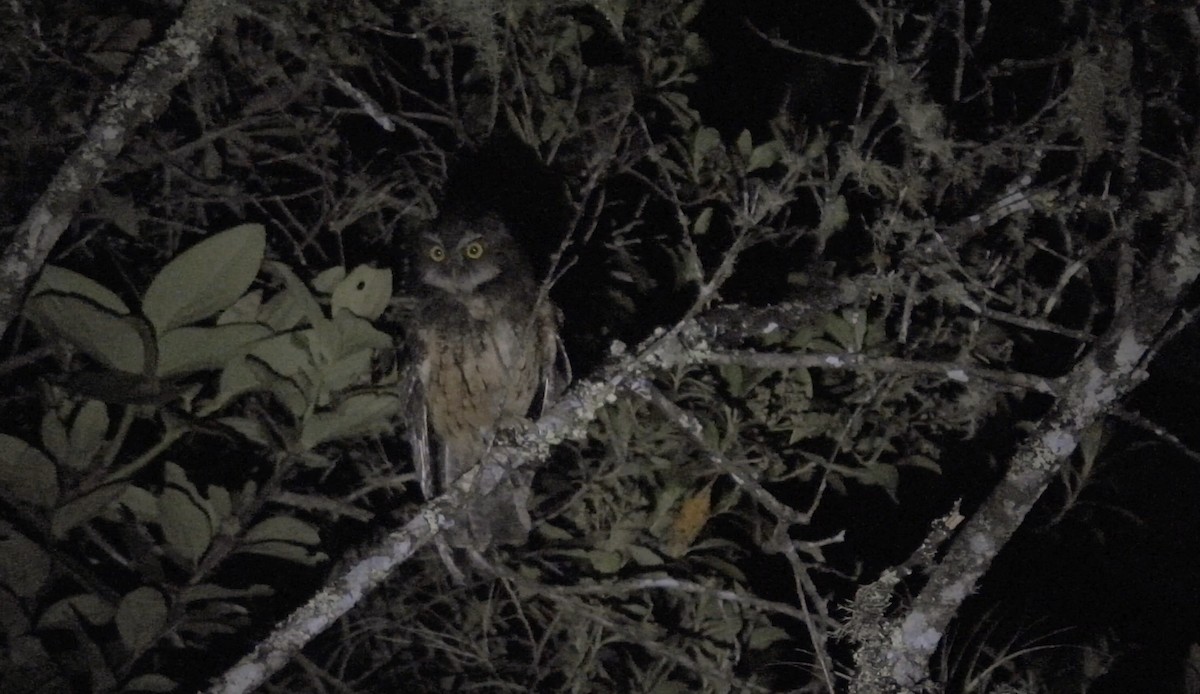 White-throated Screech-Owl - ML634403969
