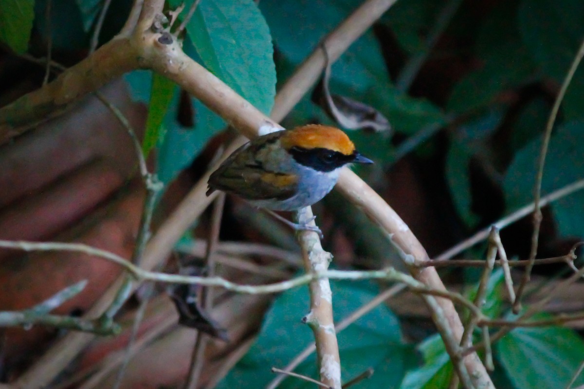 Black-cheeked Gnateater - ML634403991