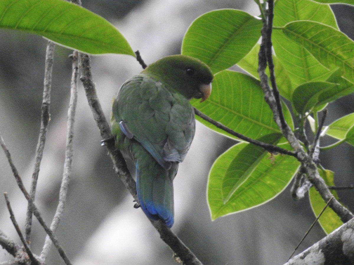 Blue-bellied Parrot - ML634404068