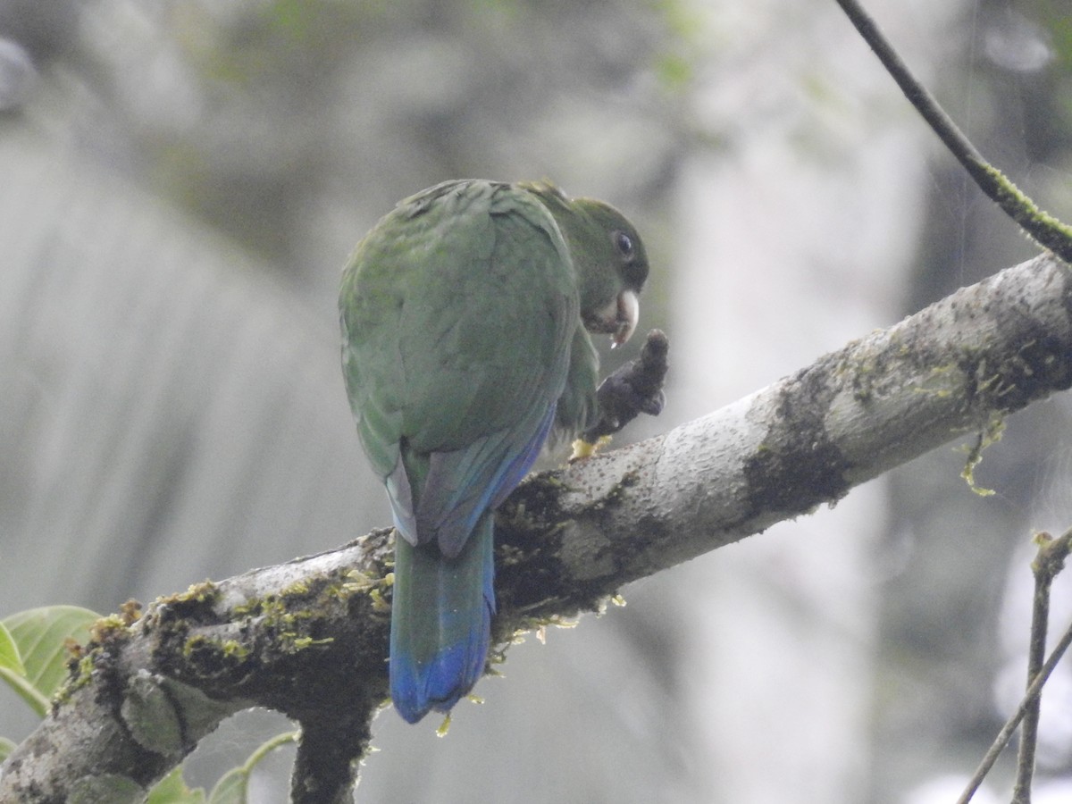 Blue-bellied Parrot - ML634404071