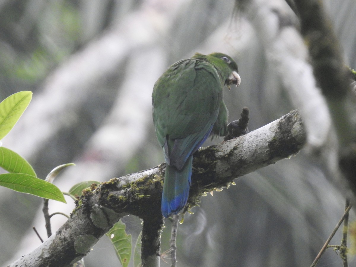 Blue-bellied Parrot - ML634404072
