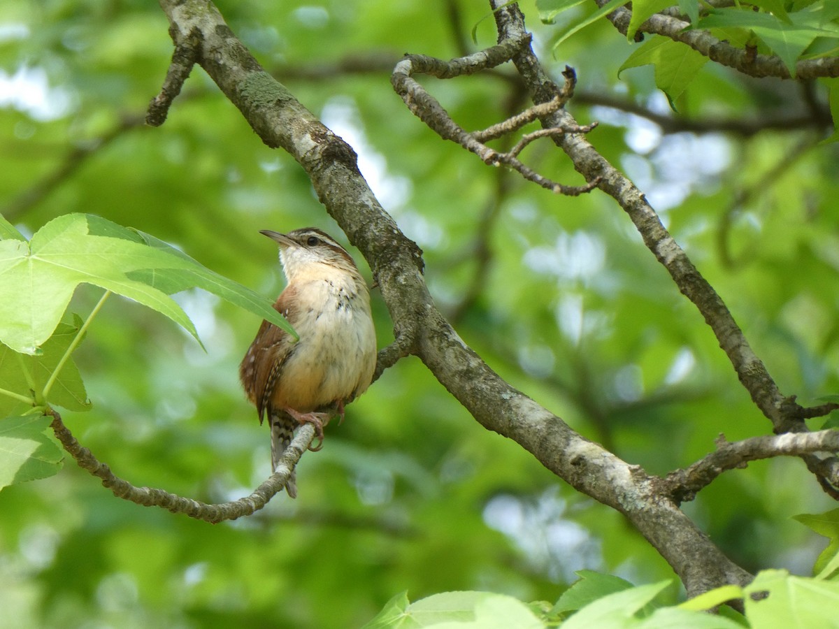 Carolina Wren - ML634404078