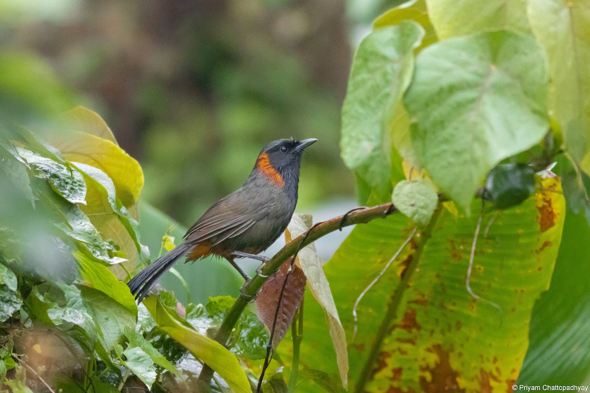 Rufous-necked Laughingthrush - ML634404088
