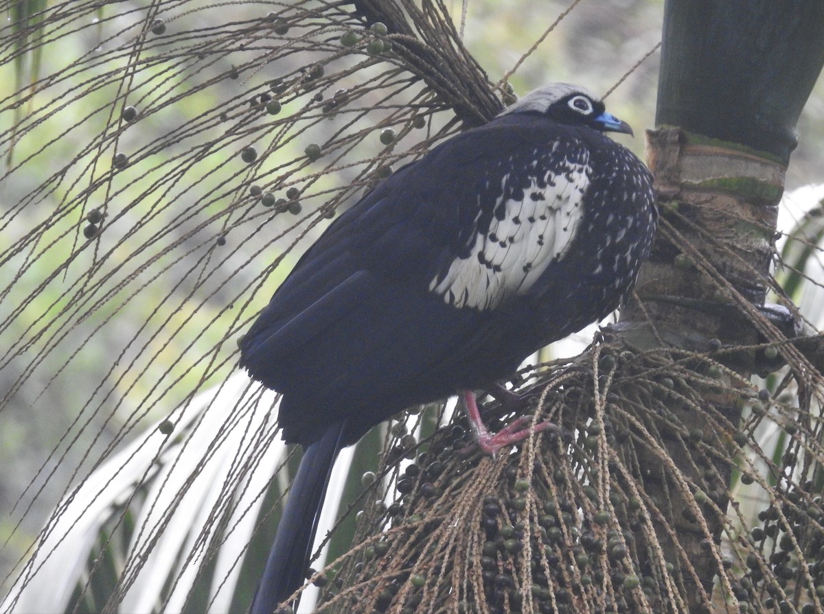 Black-fronted Piping-Guan - ML634404104
