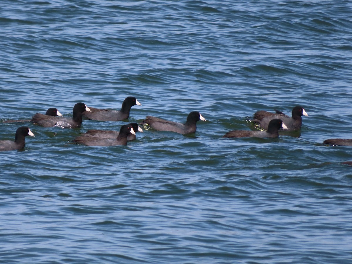 American Coot - ML634404130