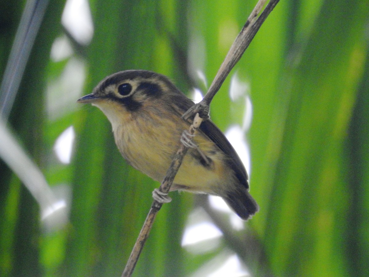 White-throated Spadebill - ML634404159