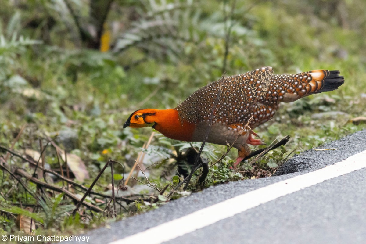 Blyth's Tragopan - ML634404165