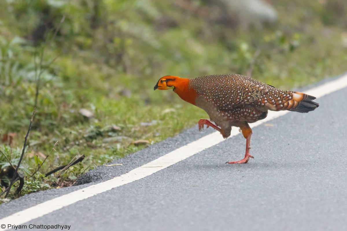 Blyth's Tragopan - ML634404166