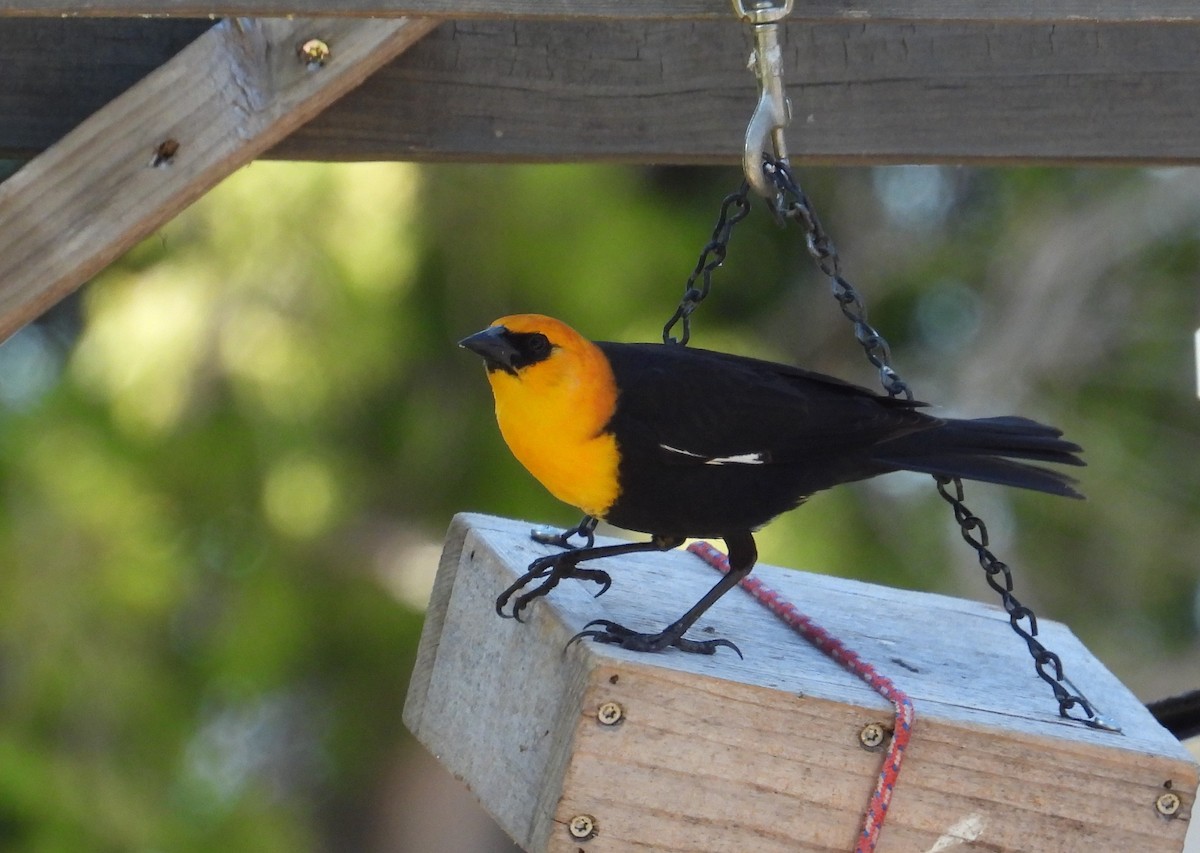 Yellow-headed Blackbird - ML634404227