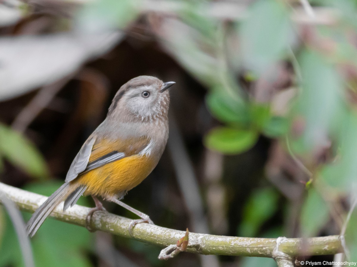 Manipur Fulvetta - ML634404234