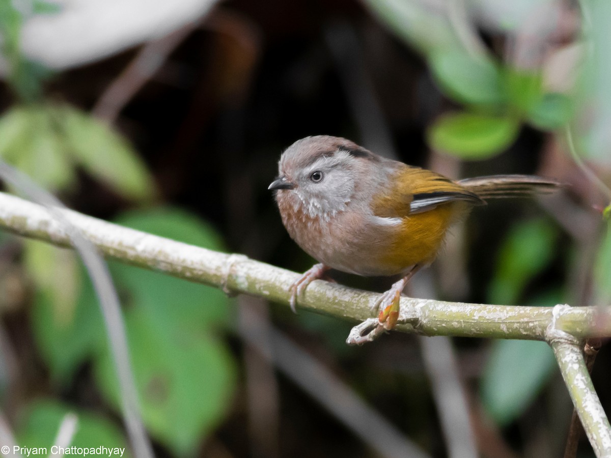 Manipur Fulvetta - ML634404236