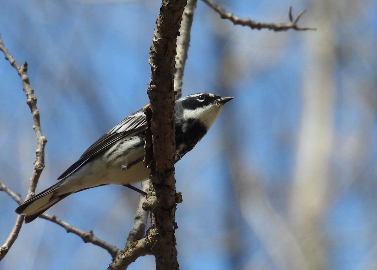Yellow-rumped Warbler - ML634404237