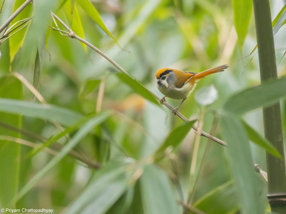 Black-throated Parrotbill - ML634404248
