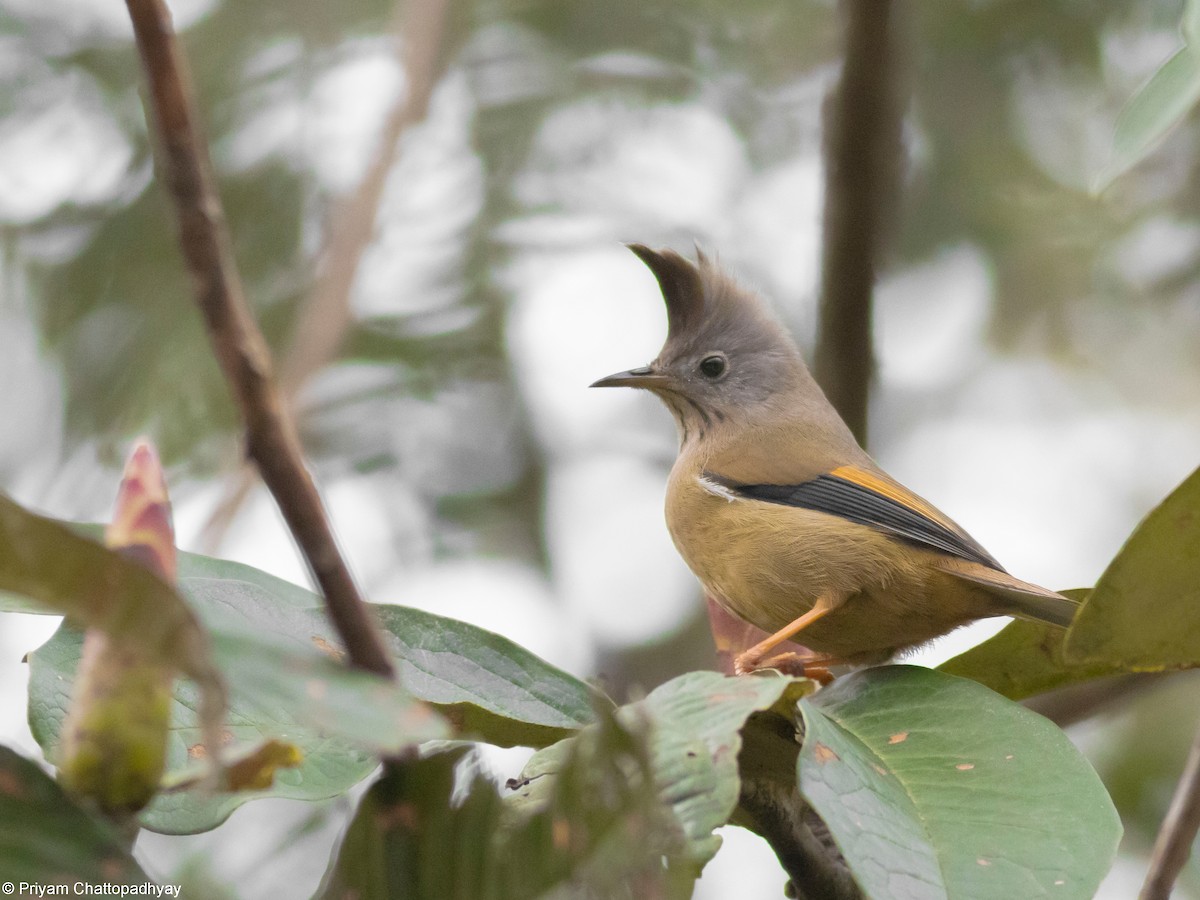Stripe-throated Yuhina - ML634404258